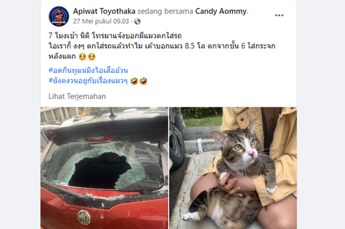 Bak Punya Sembilan Nyawa, Kucing di Bangkok Selamat Setelah Terjun hingga Memecahkan Kaca Mobil