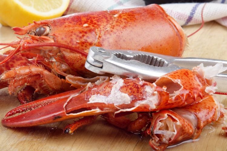 Ilustrasi lobster. 
