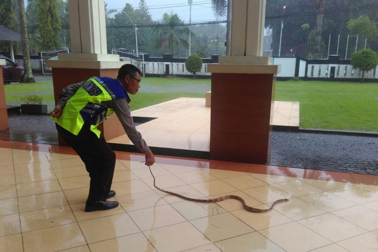 Seorang anggota polisi menyingkirkan seekor ular yang tiba-tiba jatuh dari atap gedung Pengadilan Negeri Mungkid Magelang, Jawa Tengah, Selasa (25/4/2017).