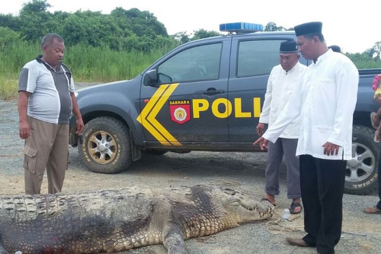 Buaya sepanjang 6 meter yang ditangkap warga Desa Pembeliangan Kecamatan Sebuku Kabupaten Nunukan Kalimantan Utara. Buaya tersebut diduga telah memangsa tangan kiri Tahir, seorang nelayan desa setempat, namun warga tak menemukan potonagn tangan korban di perut buaya.