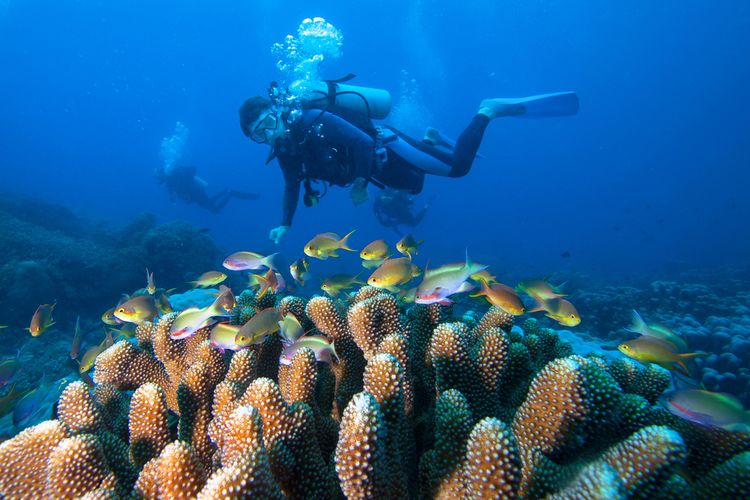 A photo illustrating a diver near coral reefs in Raja Ampat, Papua. 