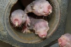 Tikus Mol Punya Imunitas terhadap Kanker, Kok Bisa?