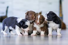 Cara Melatih Anak Anjing Menggunakan Bantalan Toilet