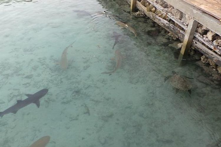 Anak-anak ikan hiu di kolam penangkaran yang terletak di Pulau Menjangan Besar, Karimun Jawa, Jepara, Jawa Tengah, Sabtu (18/7/2015).