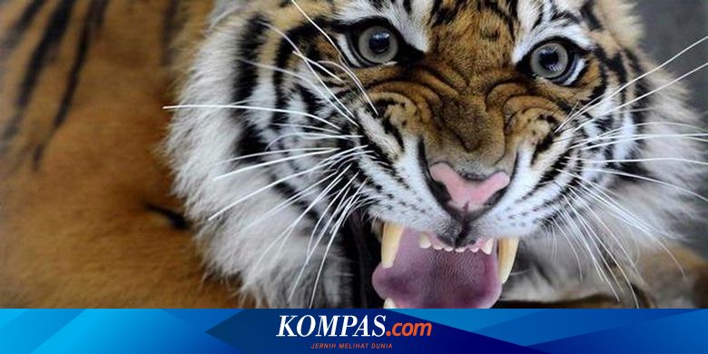Kampanye Penyelamatan Harimau Oleh Interpol