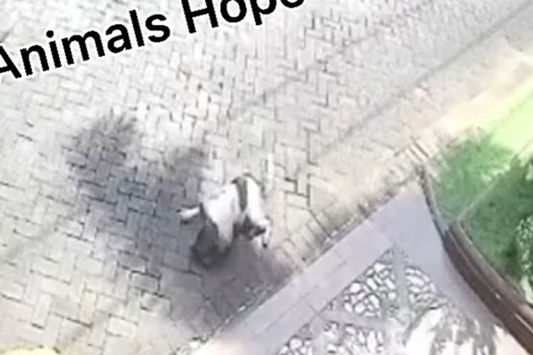 Tangkapan layar video viral anjing ditembak pakai senapan angin