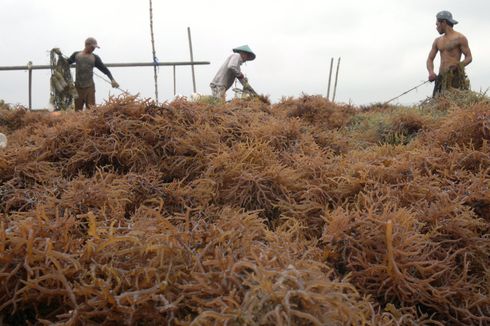 Biotrop dan Pemprov Sulteng Kerja Sama Kembangkan Bibit Rumput Laut