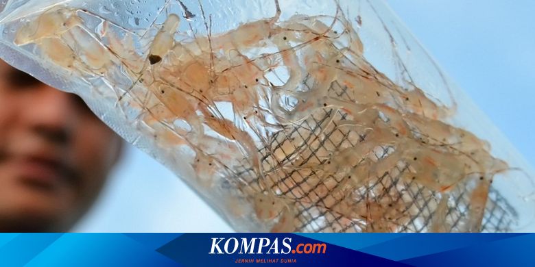 PBNU Minta Pemerintah Hentikan Ekspor Benih Lobster