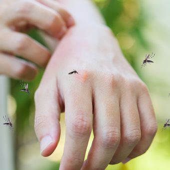 Ilustrasi nyamuk, tangan digigit nyamuk. 