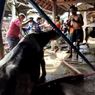 Damkar Selamatkan Induk Sapi 300 Kg dan Anaknya yang Terperosok Septic Tank, Gunakan Teknik Khusus