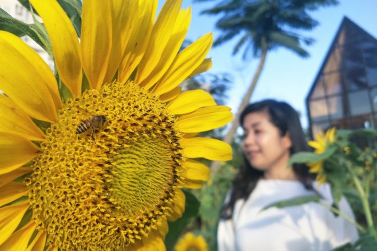 Bunga matahari sedang bermekaran di Arumdalu Farm, Serpong, Tangerang, Banten.