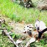 Fakta Seputar Petani Cianjur yang Ditemukan Tewas di Pematang Sawah