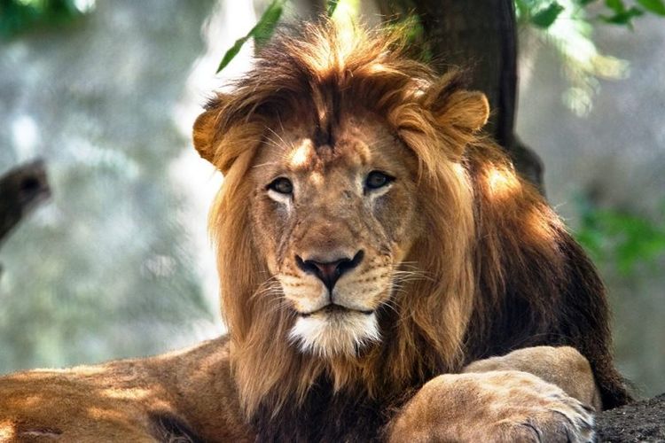 Nyack, singa jantan yang dibunuh pasangannya, Zuri, di Kebun Binatang Indianapolis, Amerika Serikat. (Facebook/Indianapolis Zoo)