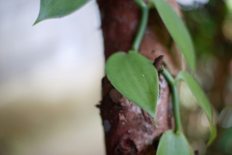 Ilustrasi tanaman vanili