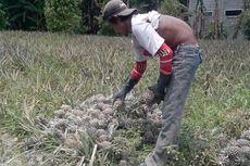 Erupsi Kelud Juga Rusak Buah Nanas di Kediri