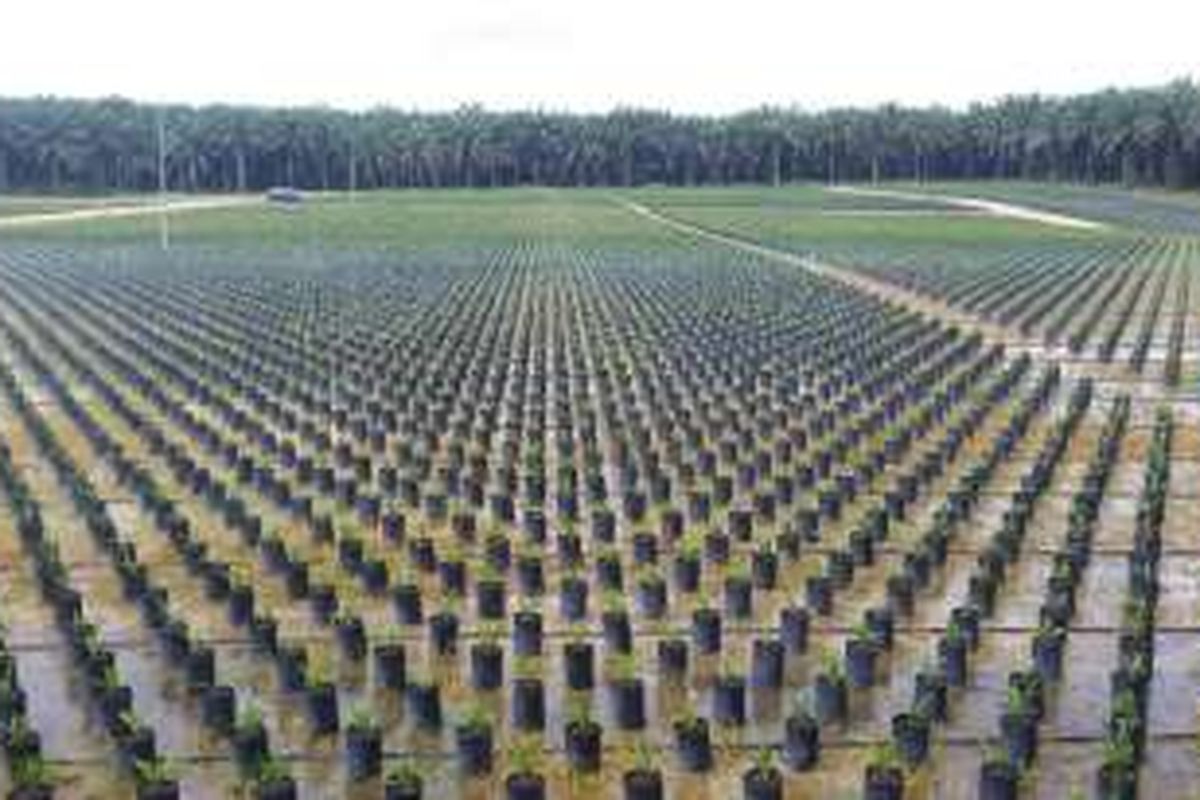 Bibit unggul kelapa sawit milik PT Musim Mas, perusahaan yang sudah mendapatkan sertifikat RSPO, di Kabupaten Pelawatan, Provinsi Riau.