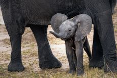 Apakah Gajah Afrika Bisa Kawin dengan Gajah Asia?