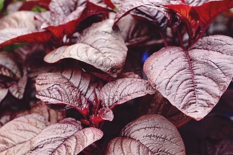 Ilustrasi bayam merah, menanam bayam merah di halaman rumah. 