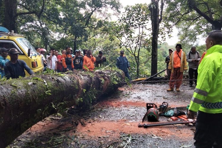 Pohon tumbang di jalur gumitir rute Jember Banyuwangi pada Senin (13/2/2023)