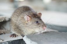 Cara Mengetahui Ada Tikus di dalam Rumah