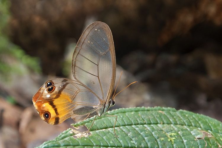 Kupu-kupu amber phantom, hewan endemik Hutan Amazon