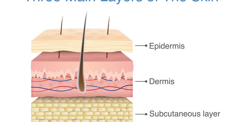 Fungsi Kulit Dan Strukturnya Halaman All Kompas Com