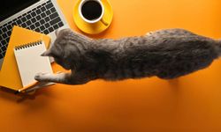 Saat CIA Melatih Kucing Menjadi Mata-mata di Era Perang Dingin, Apa Hasilnya?