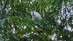 12 Ekor Jalak Bali Dilepasliarkan di Badung, Desa Adat Ikut Jaga Populasi