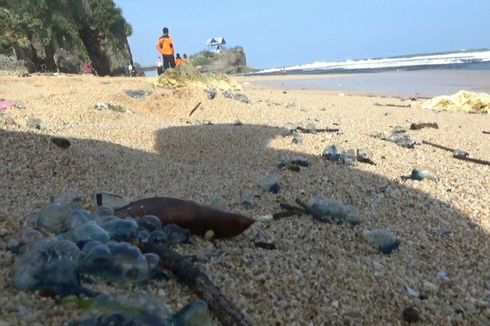 Ubur-ubur Beracun Sengat Belasan Wisatawan di Bantul, Belum Muncul di Gunungkidul