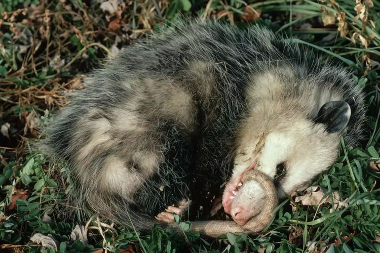 Perilaku thanatosis Virginia Opossum yang berpura-pura mati agar tidak dimangsa  predator.