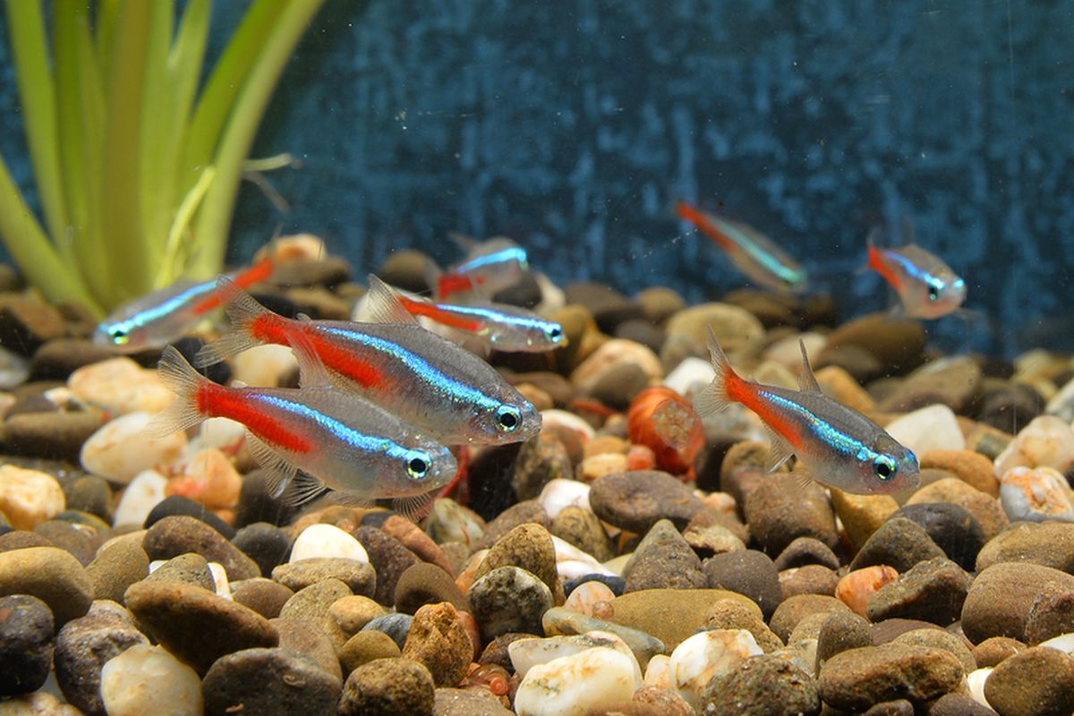 Ilustrasi ikan neon tetra. 