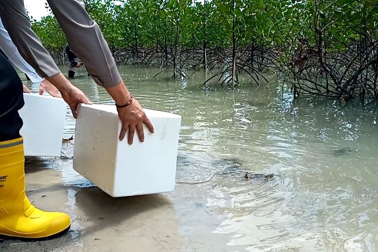 Penanaman mangrove dan pelepasan kepiting di lahan reklamasi Pantai Rebo, Bangka, Rabu (8/3/2023).