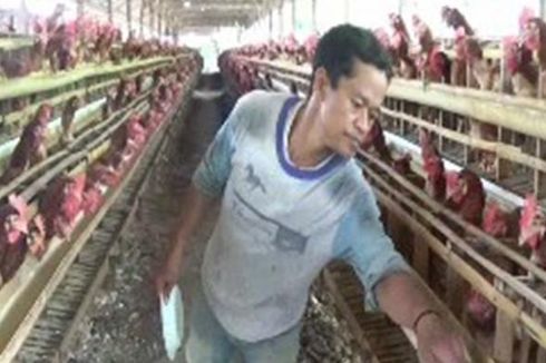 KPPU: Ulah Pengepul, Peternak Ayam Jadi Sulit Dapat Pakan Jagung