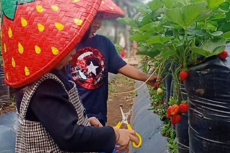 Aktivitas di Bukit Strawberry Lembang.