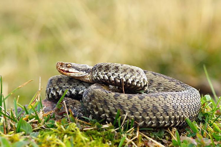 ilustrasi ular di padang rumput.