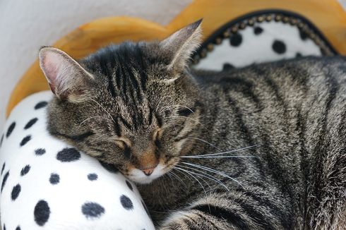 10 Tanda Kucing Mendekati Kematian, Cat Lovers Wajib Tahu