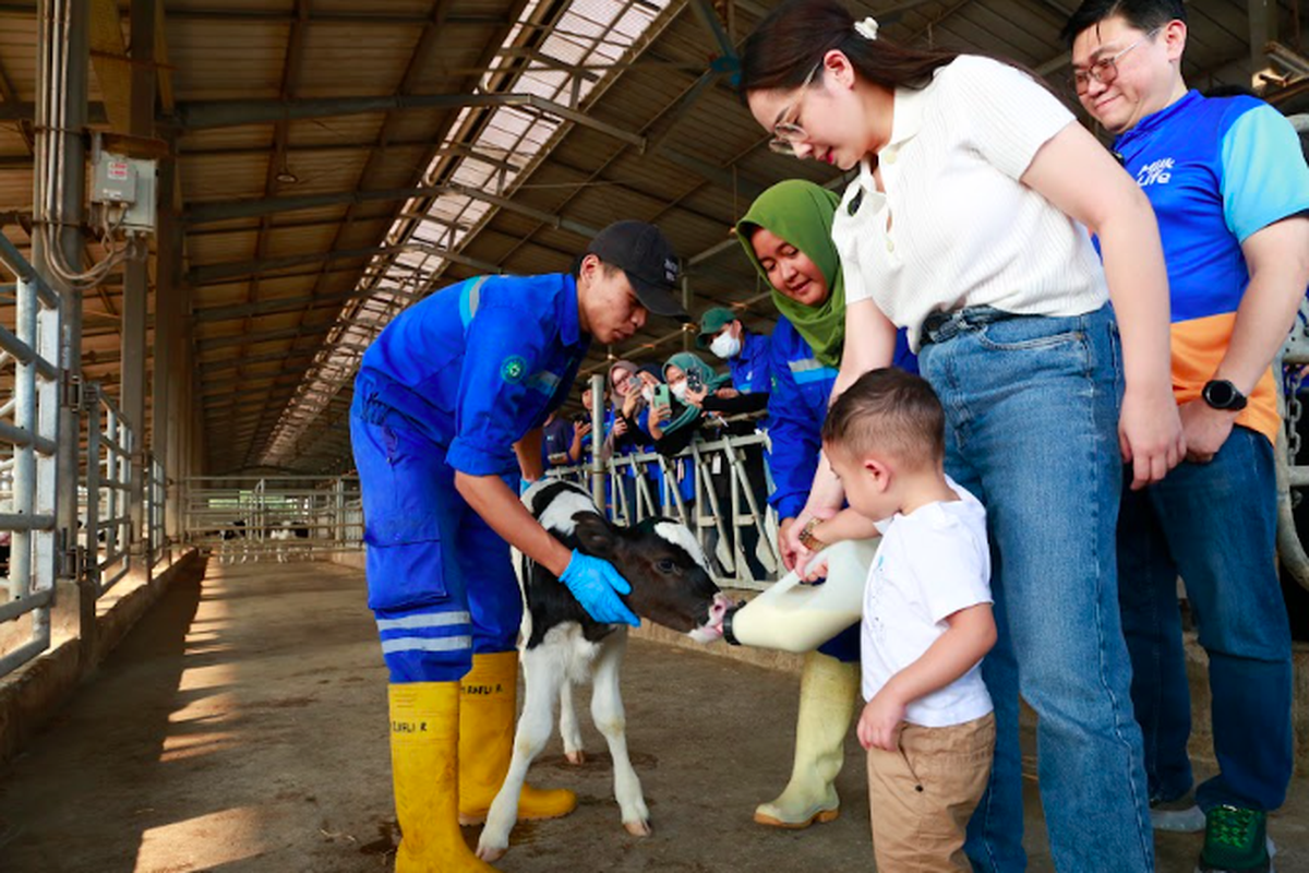 Nagita Slavina dan Cipung berkunjung ke peternakan sapi