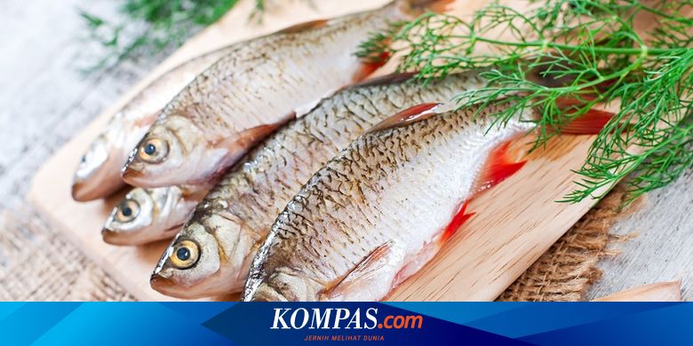 103 Jual Ikan Hias Air Laut Semarang HD Terbaik