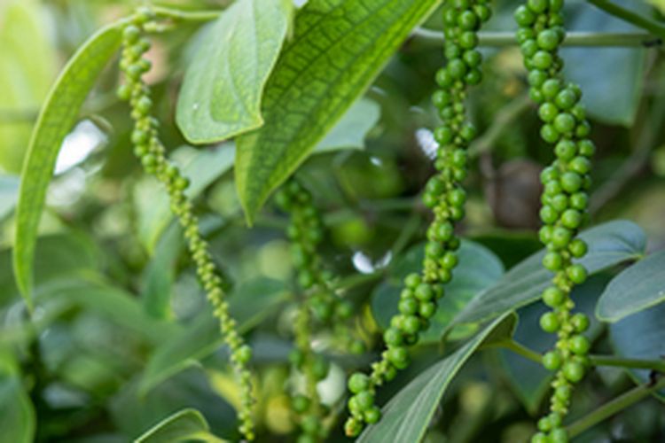 Ilustrasi lada panjat, tanaman lada, budidaya lada