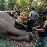 Mengenaskan, Seekor Gajah Sumatera Mati dengan Belalai Terpotong, Ini Penjelasan BKSDA Riau 