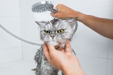 5 Alasan Mengapa Kucing Tidak Suka Air