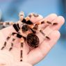 Tanda Adanya Tarantula di Rumah dan Cara Mencegahnya, Berbahayakah?