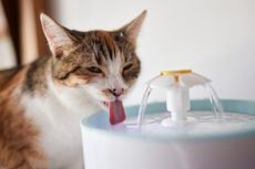 5 Cara agar Kucing Minum Lebih Banyak Air, Menurut Dokter Hewan