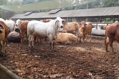 100 Kandang Ternak Tak Layak di Jateng dan DIY Bakal Dibedah