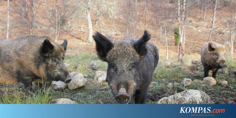 Tiga Teroris Isis Diserang Sampai Mati Oleh Babi Hutan Di Irak