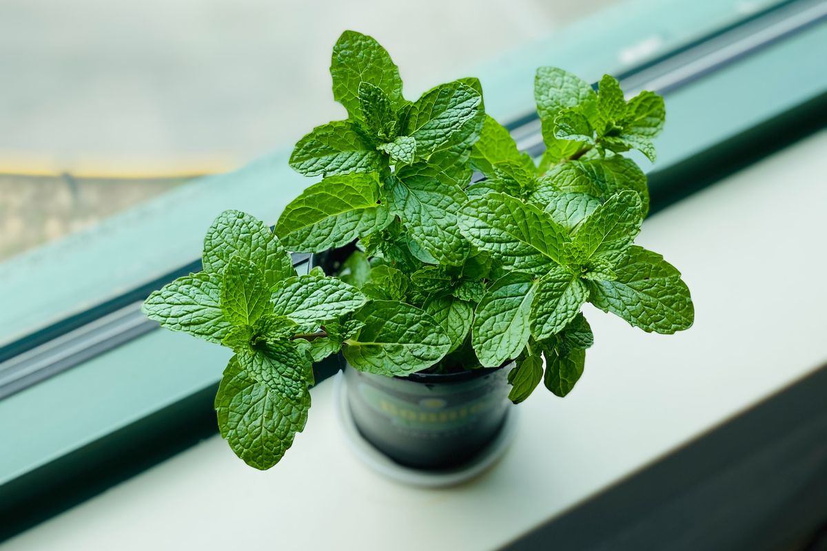 Tanaman herba seperti mint tergolong mudah ditanam di dalam rumah