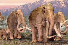 Peneliti Ungkap Nenek Moyang Gajah, Ada yang Bertubuh Kecil