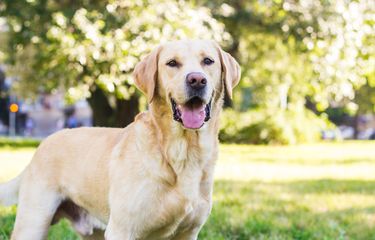 Ilustrasi anjing Labrador retriever.