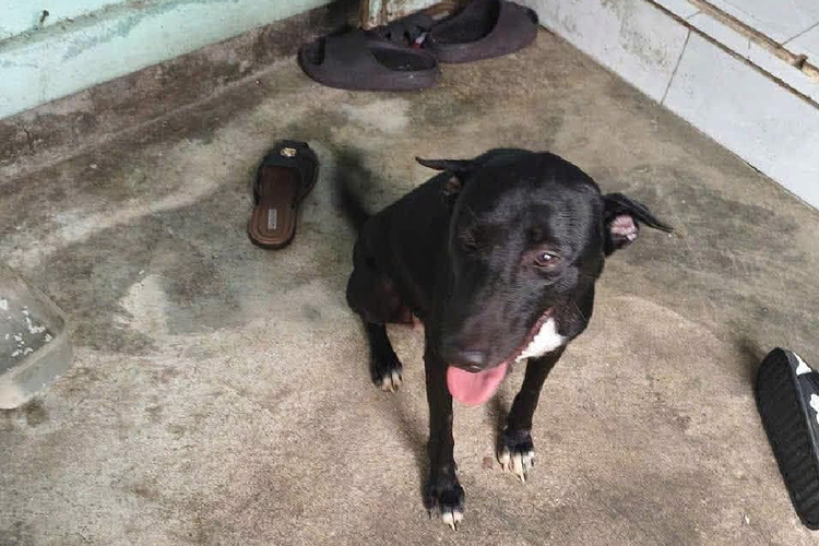 Kisah Heroik Den, Anjing Temani Bocah 6 Tahun Tersesat di Gunung Vietnam Selama 17 Jam