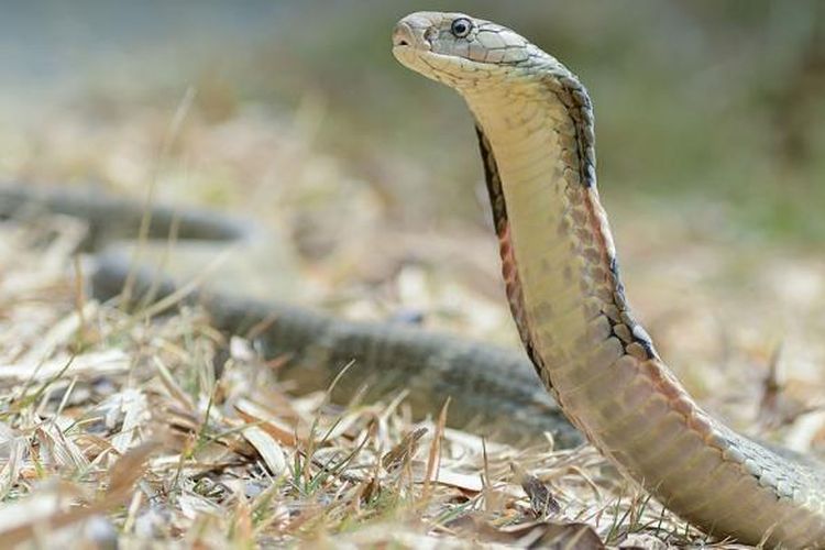 Ular King Cobra